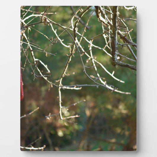 ランタン フォトプラーク (正面)