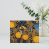 『ランタン・ベアーズ』(ラタン・ベアーズ、The Lantern Bearers)、マックスフィール ポストカード (スタンド正面)