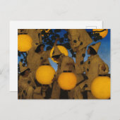 『ランタン・ベアーズ』(ラタン・ベアーズ、The Lantern Bearers)、マックスフィール ポストカード (正面/裏面)