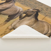 ランチリビングアットザポンデローザランチ シェルパブランケット (3/4)