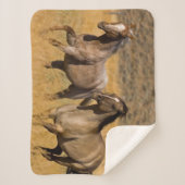 ランチリビングアットザポンデローザランチ シェルパブランケット (正面)