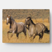 ランチリビングアットザポンデローザランチ フォトプラーク (正面)