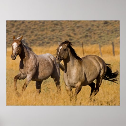 ランチリビングアットザポンデローザランチ ポスター (正面)