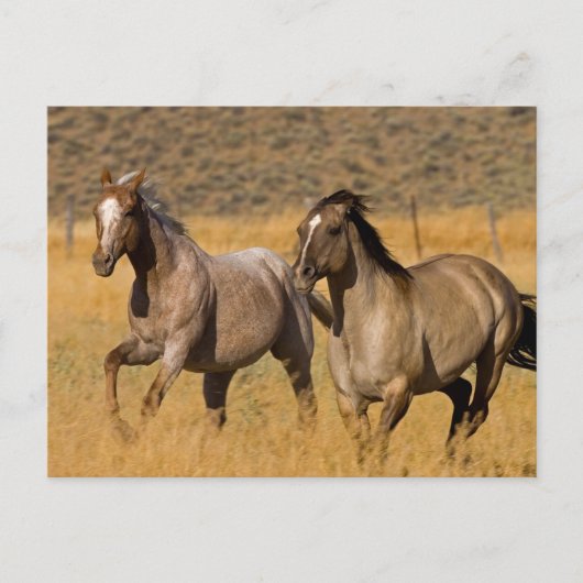 ランチリビングアットザポンデローザランチ ポストカード (正面)