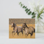 ランチリビングアットザポンデローザランチ ポストカード (スタンド正面)