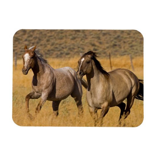 ランチリビングアットザポンデローザランチ マグネット (横)