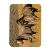 ランチリビングアットザポンデローザランチ マグネット (縦)