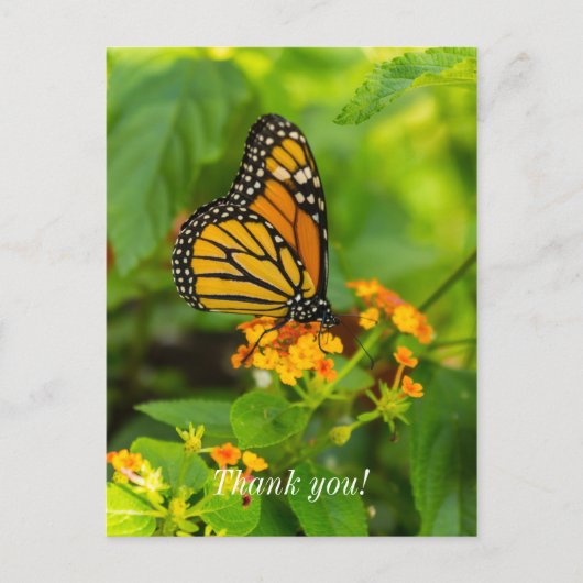 ランテアナの花の蜜を楽しむアサギマダラの感謝を伝えるポストカード ポストカード (正面)