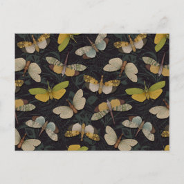 ランテルンフライ – パイロプスカンデリア&その他のプラントープ ポストカード