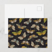 ランテルンフライ – パイロプスカンデリア&その他のプラントープ ポストカード (正面/裏面)