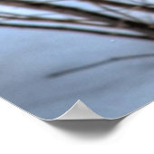 ランディングマラルダックワイルドライフフォトプリント ポスター (角)