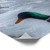 ランディングマラードダックス&ドレイクス野生生物写真 ポスター (角)