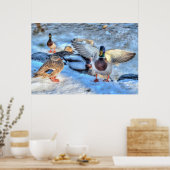 ランディングマラードダックドラクワイルドライフフォトプリント ポスター (キッチン)