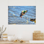 ランディングマラードダックドレイクIIワイルドライフフォトプリント ポスター (キッチン)