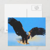 ランディングBald American Eagleはがき ポストカード (正面/裏面)