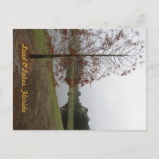 ランド・オ・レイクス湖の風景 ポストカード (正面)