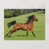 ランニングのアラビア馬はがき ポストカード (正面)