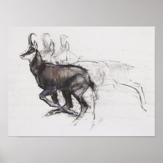 ランニングのシャモア ポスター (正面)