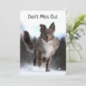 ランニングズオーストラリアシェパード誕生日 (スタンド正面)