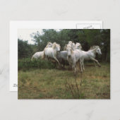 ランニングズグレーホースヘルド ポストカード (正面/裏面)