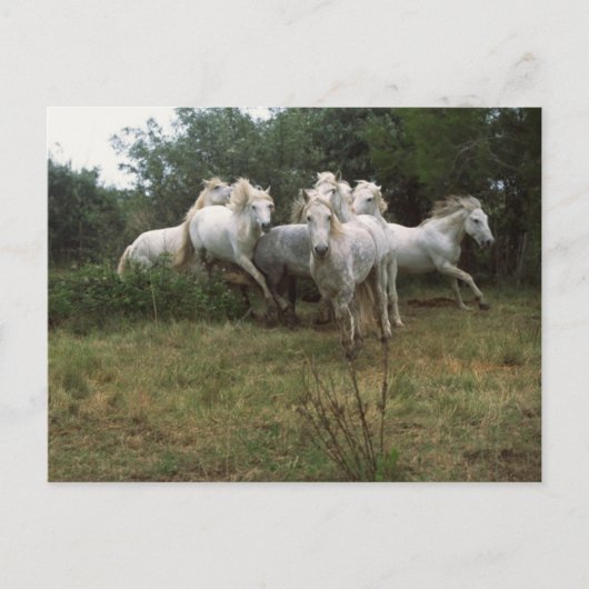 ランニングズグレーホースヘルド ポストカード (正面)