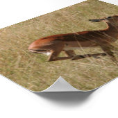 ランニングトンプソンガゼル ポスター (角)