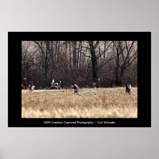 ランニングホワイトテールポスター ポスター (正面)