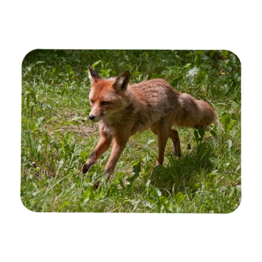 ランニング狐 マグネット (横)