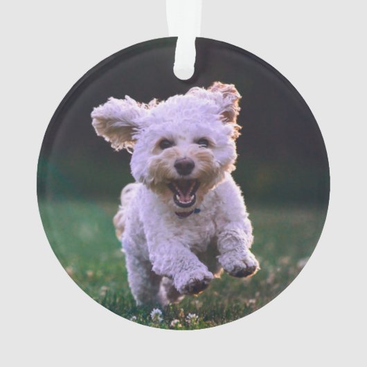 ランニング白プードルかわいい犬 オーナメント (裏面)