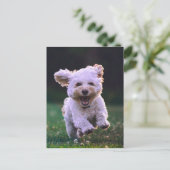ランニング白プードルかわいい犬 ポストカード (スタンド正面)