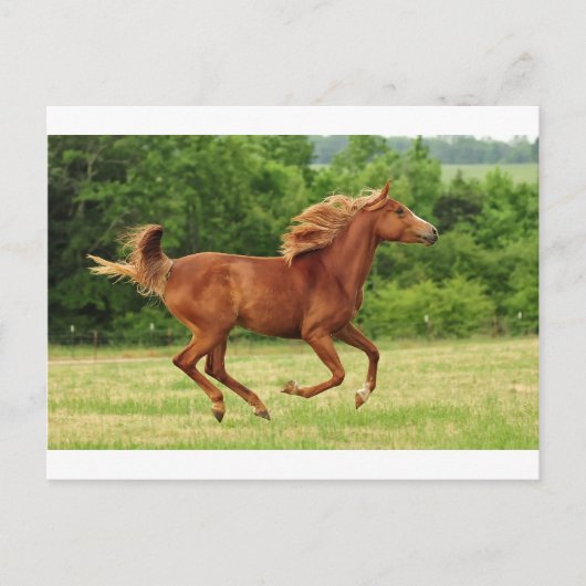 ランニング ポストカード (正面)