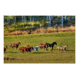 ランニングHorse Herd & Ranch Pastureの写真ウマ科の(Hose Herd & ポスター