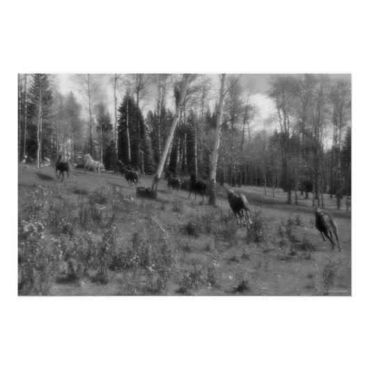 ランニングHorse Herd, Ranch Pastureウマ科の B&W写真 ポスター (正面)