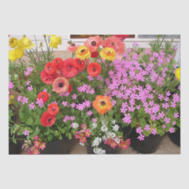 ランヌンキュラス春球根誕生日ピンクガーデン 薄葉紙