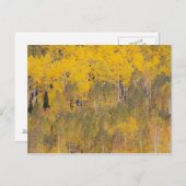 ランバート・ホロー、《植物》アスペン・ツリーズ ポストカード (正面/裏面)