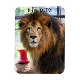 ランバー –  マグネット