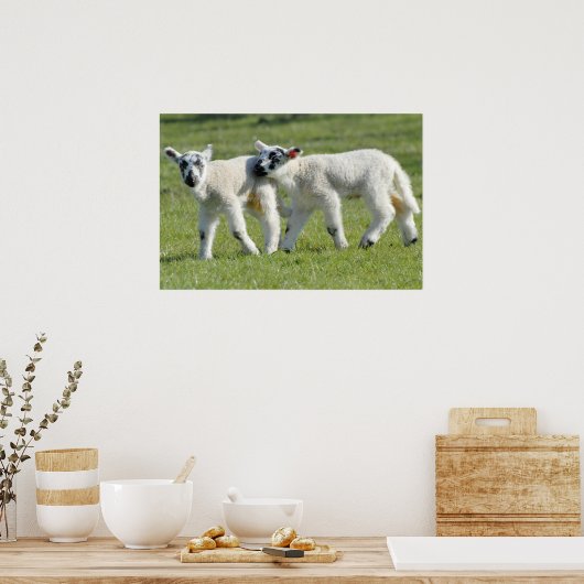 ランブス ポスター (キッチン)