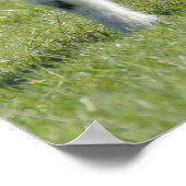 ランブス ポスター (角)