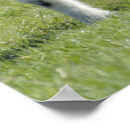 ランブス ポスター (角)