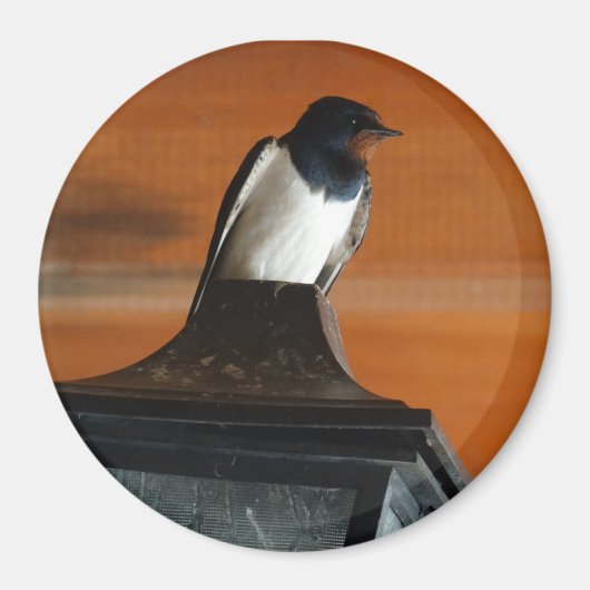 ランプの上に鳥を飲み込むフォトラウンド磁石 マグネット (正面)
