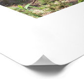 ランプポスターの白いアヒル ポスター (角)