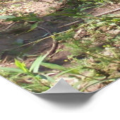 ランプポスターの白いアヒル ポスター (角)