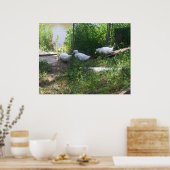 ランプポスターの白いアヒル ポスター (キッチン)