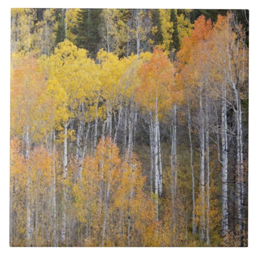 ランベルト·ホロウ、《植物》アスペンツリー タイル (正面)