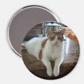 ランボオレンジ子猫 マグネット (正面/裏面)