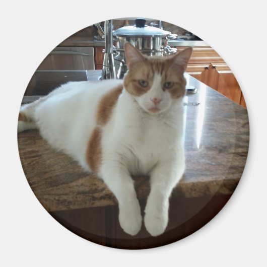 ランボオレンジ子猫 マグネット (正面)