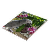 ラン入りアフリカ産灰色オウム タイル (側面)