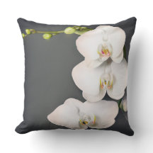 ラン科(白い蘭)