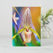 ラン花 カード (スタンド正面)