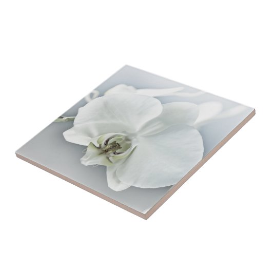 ラン タイル (側面)